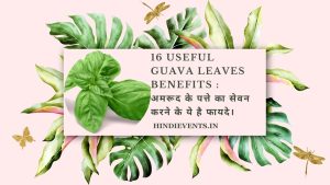 16 Useful Guava Leaves Benefits : अमरूद के पत्ते का सेवन करने के ये है फायदे। 